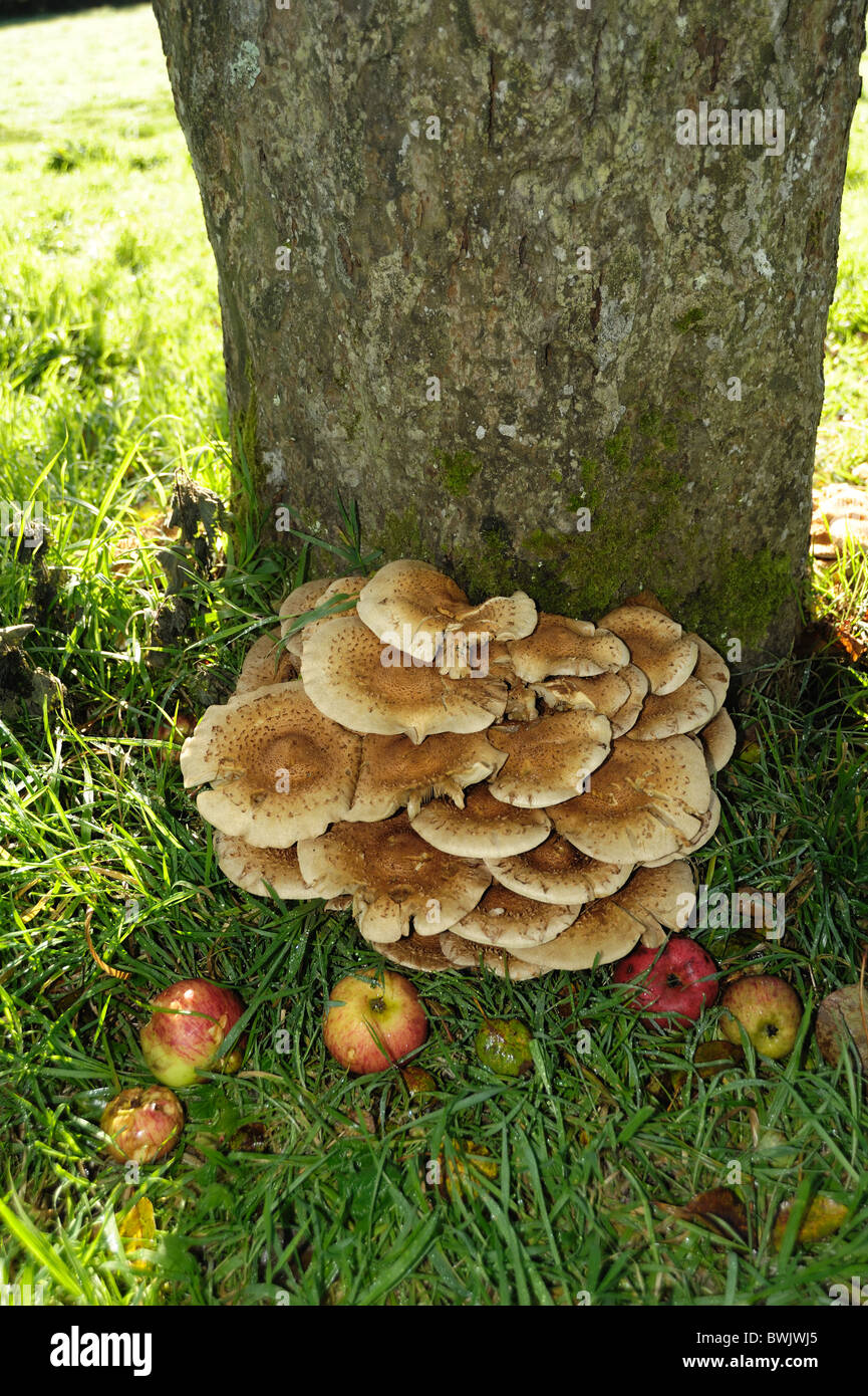 Fruiting bodies of honey fungus (Armillaria mellea) around the base of an old apple tree in autumn Stock Photo