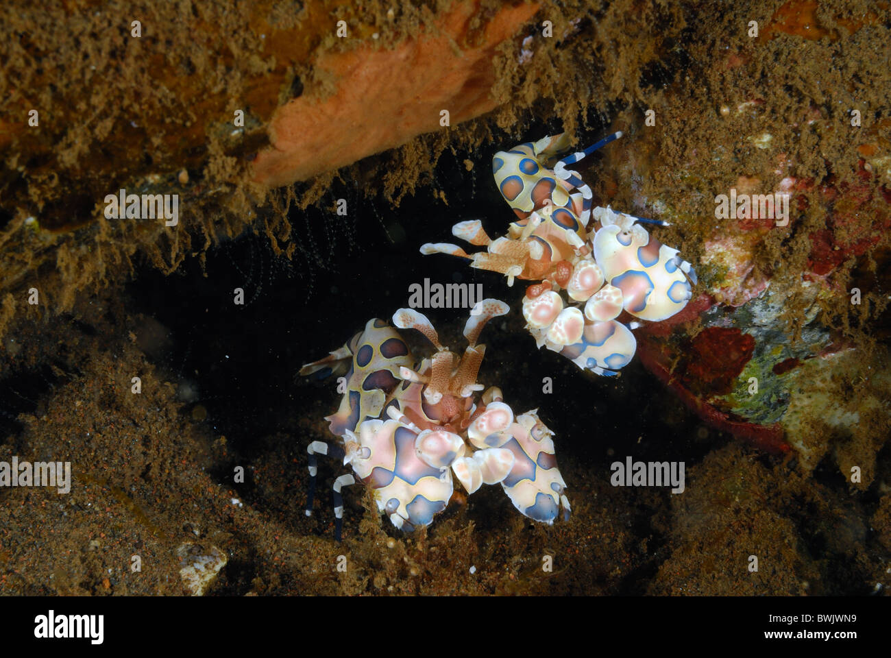 A pair of Blue Harlequin Shrimp (Hymenocera elegans) on a Sea Star, Tulamben, Bali, Indonesia. Asia Stock Photo