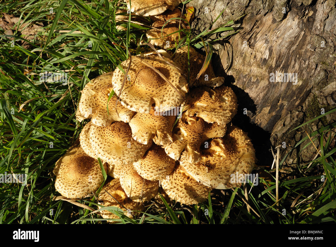 Fruiting bodies of honey fungus (Armillaria mellea) around the base of
