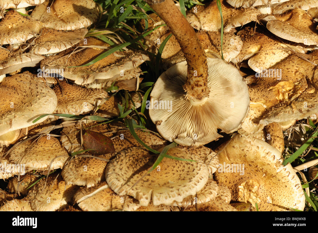 Fruiting bodies of honey fungus (Armillaria mellea) around the base of an old apple tree in autumn Stock Photo