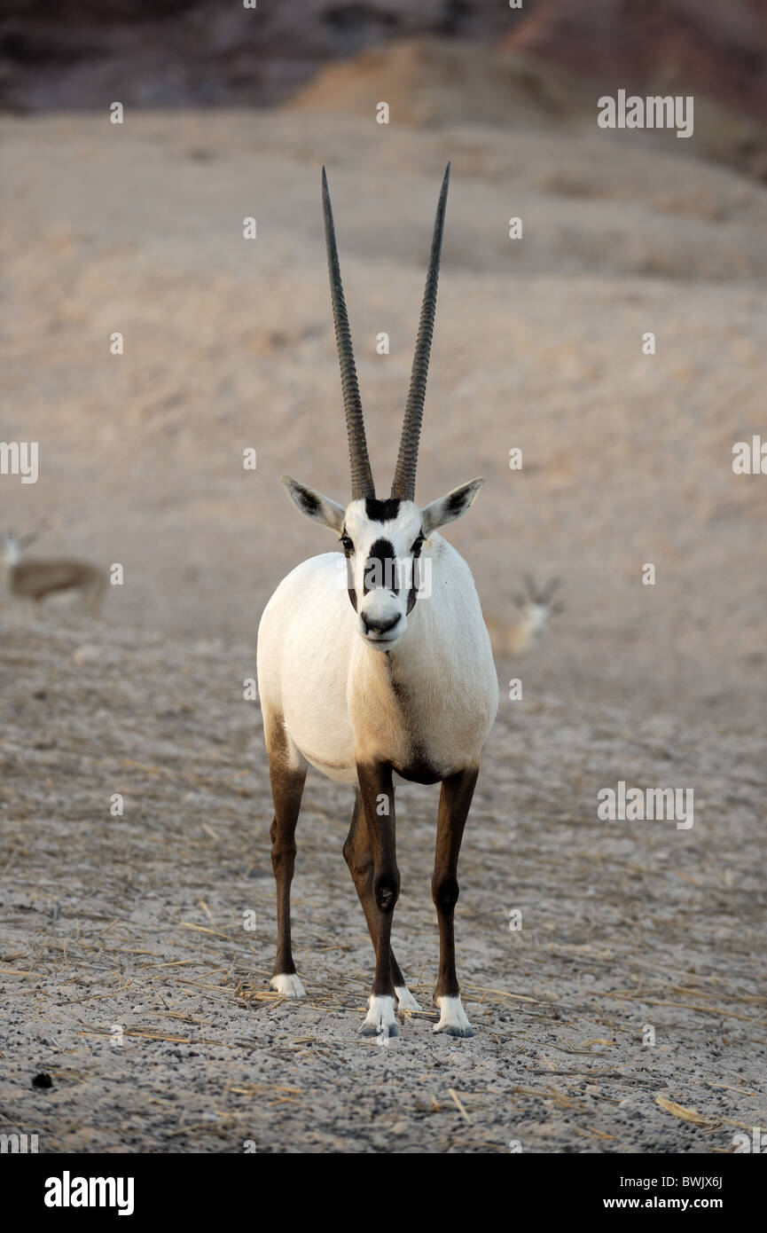 Arabian oryx (Oryx leucoryx) on Sir Bani Yas Island Wildlife Reserve, Abu Dhabi Stock Photo