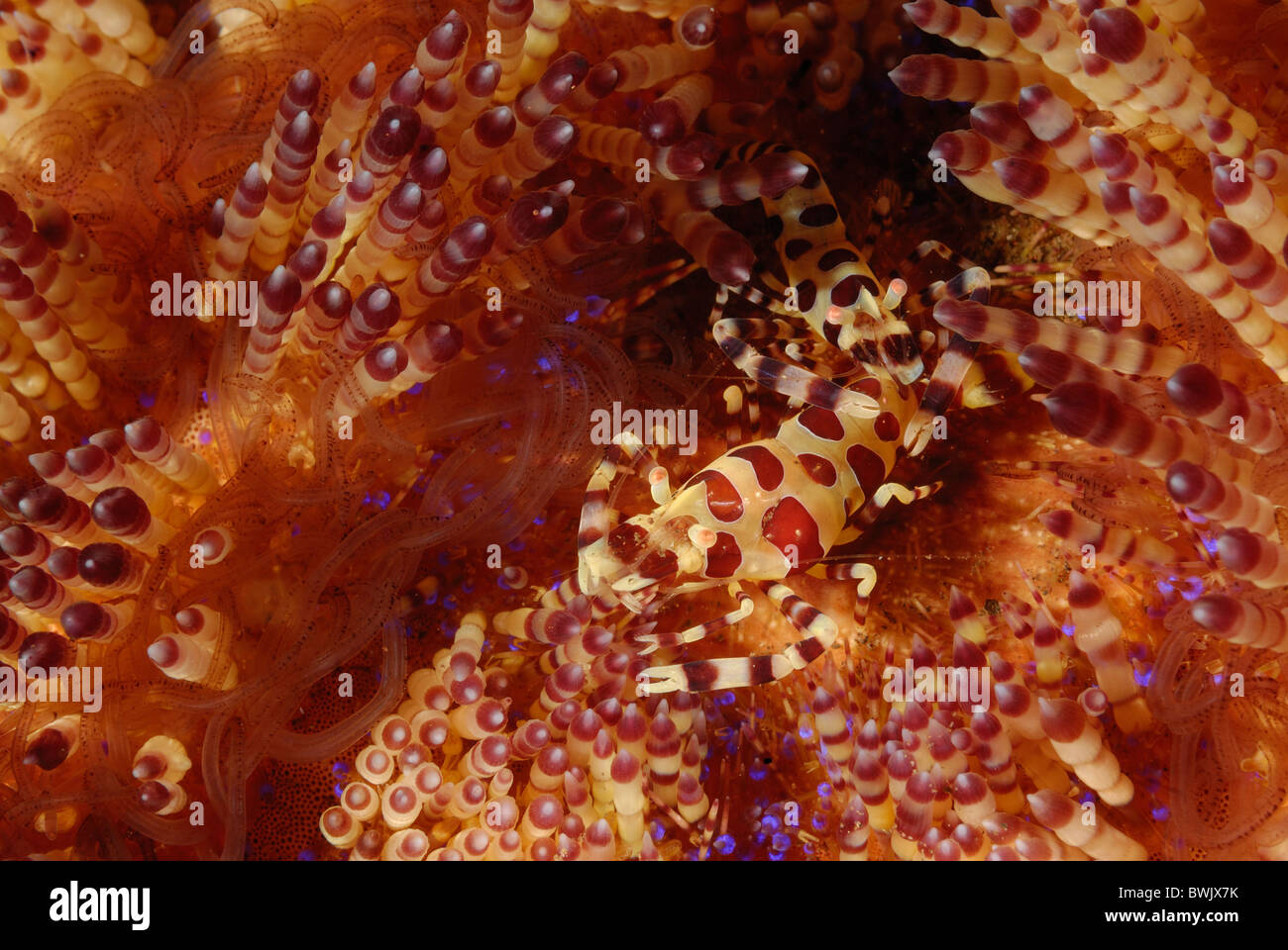 Periclimenes colemani asthenosoma varium hires stock photography and