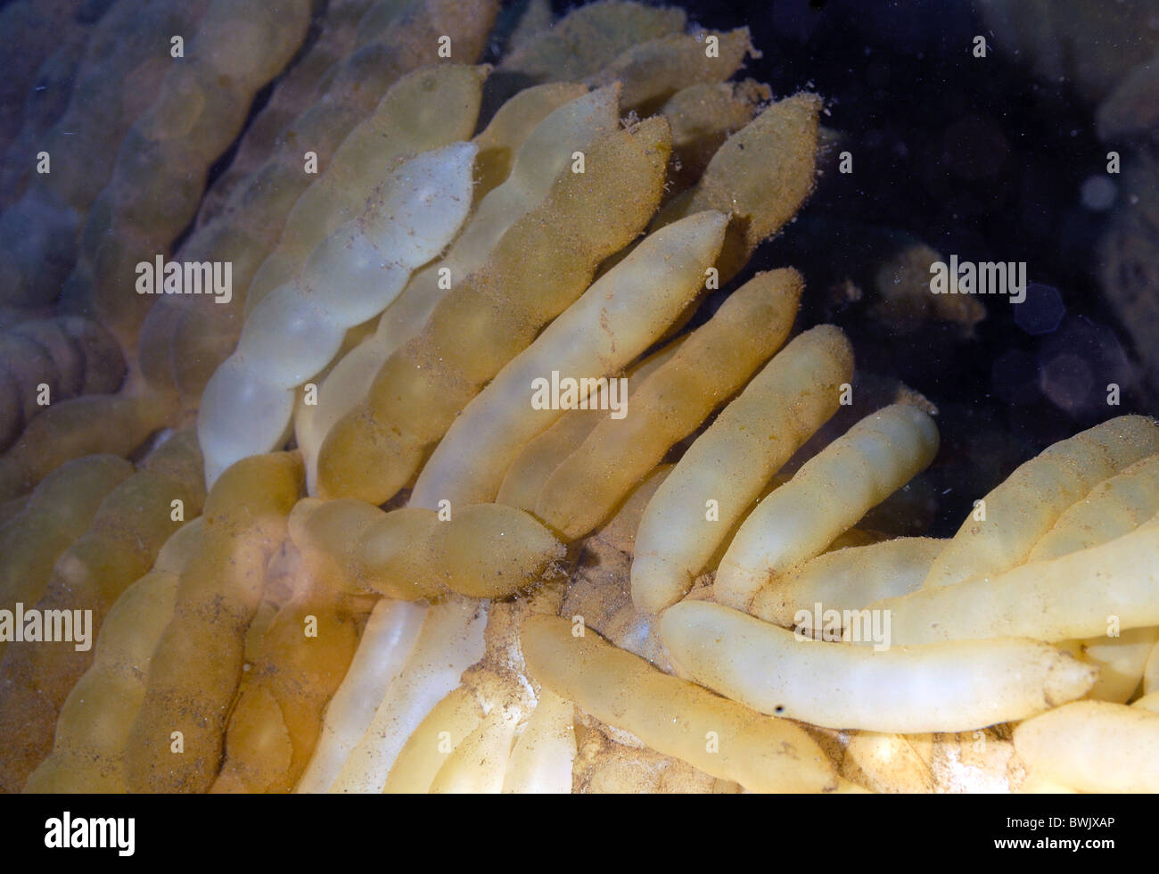 Eggs of Bigfin Reef squid Sepioteuthis lessoniana, reef, cefalopoda, Tulamben, Bali,  Indonesia, Asia, Indo-pacific Ocean under Stock Photo