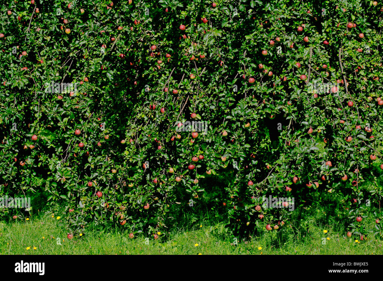 Agriculture Apple Apple tree Apple trees Apples Background Backgrounds ...
