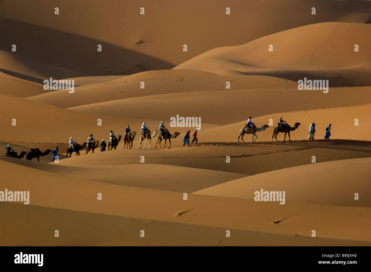 camels guides tourists caravan erg Chebbi desert sand dunes sand desert ...