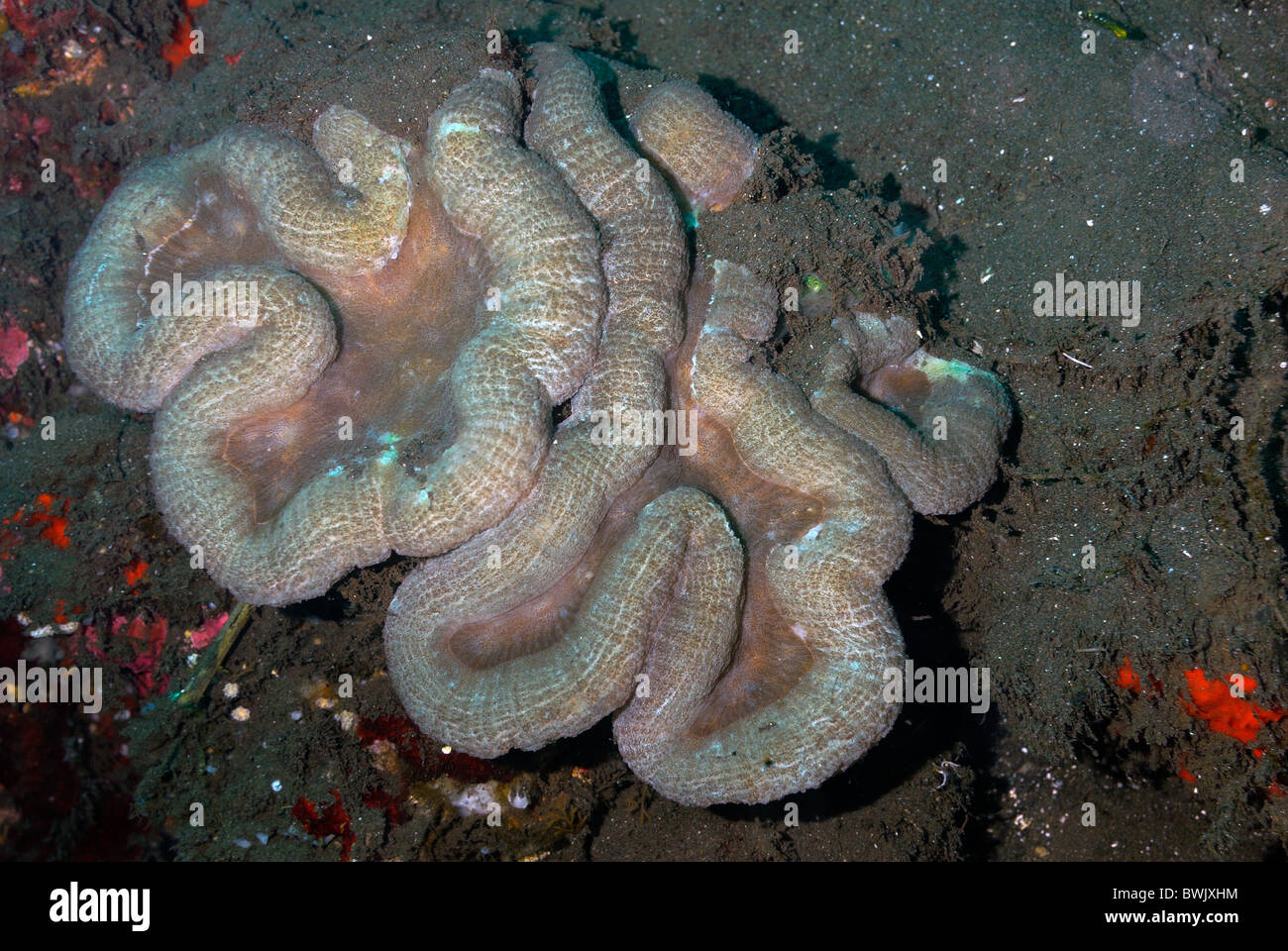 Brain coral Lobophyllia sp., Tulamben, Bali, Indonesia, Indo-pacific Ocean, Stock Photo