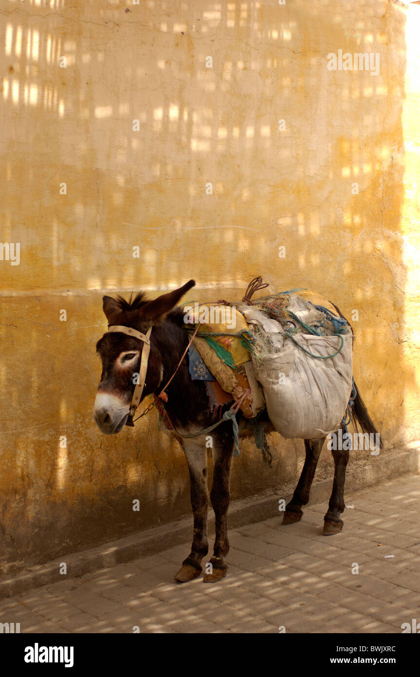 Beast of burden hi-res stock photography and images - Alamy