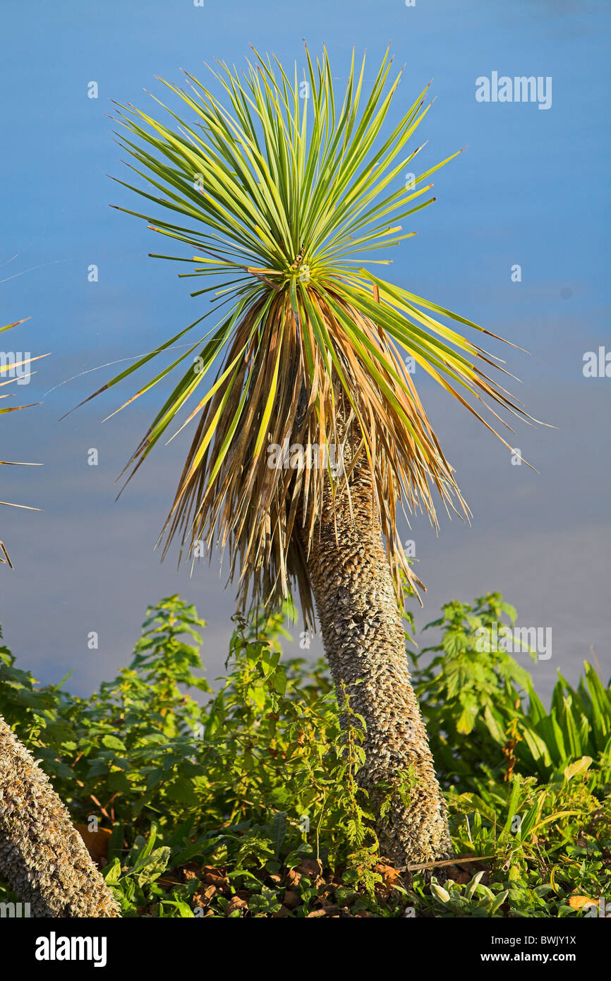 Photo of tropical landscape with palm tree and blue sky Stock Photo - Alamy