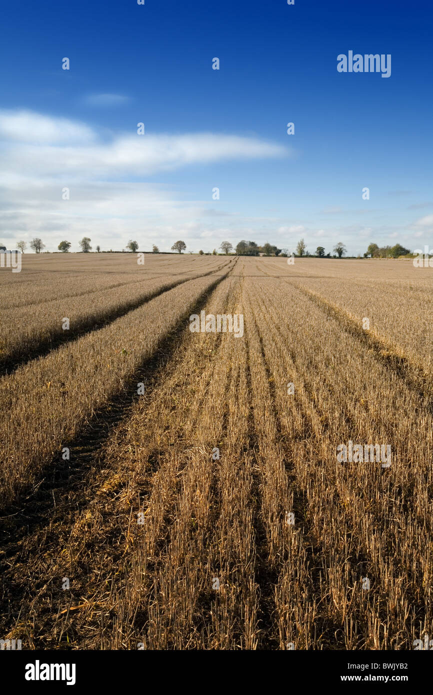 Stubble field in autumn with blue sky, Swaffham Prior, Cambridgeshire East Anglia UK Stock Photo