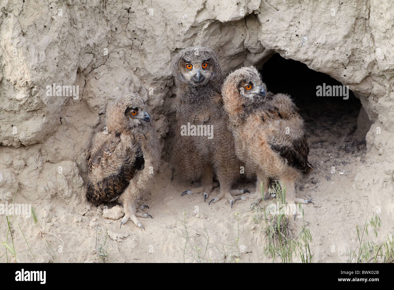 Eagle Owl chicks at nest Uhu Jungvögel am Nest Stock Photo