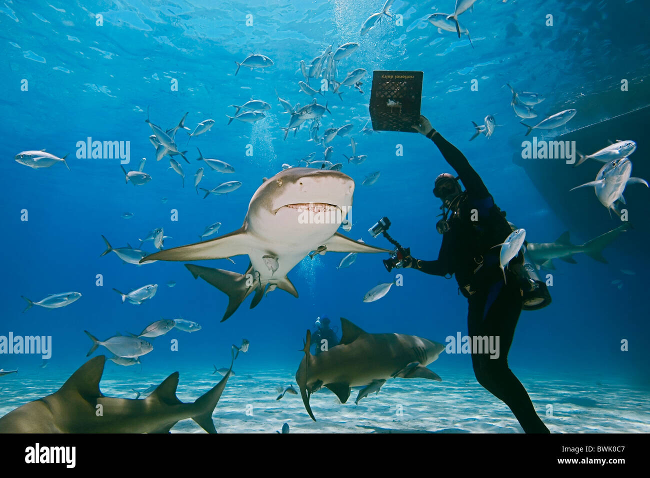 scuba diver with shark baits, lemon sharks, Negaprion brevirostris