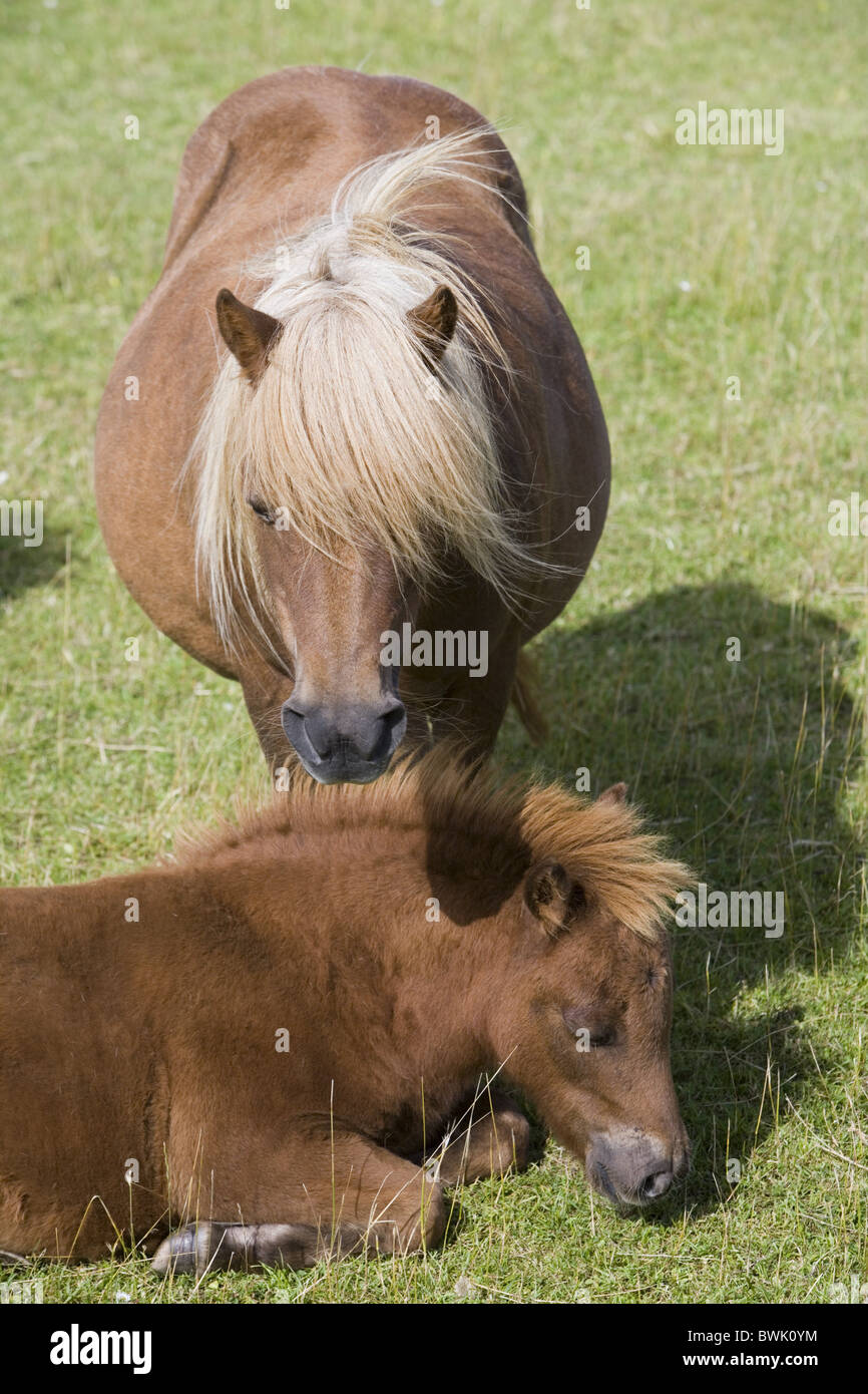 Shetland Pony and foal at Gott Farm, Weisdale, Mainland, Shetland Islands, Scotland, Great Britain, Europe Stock Photo