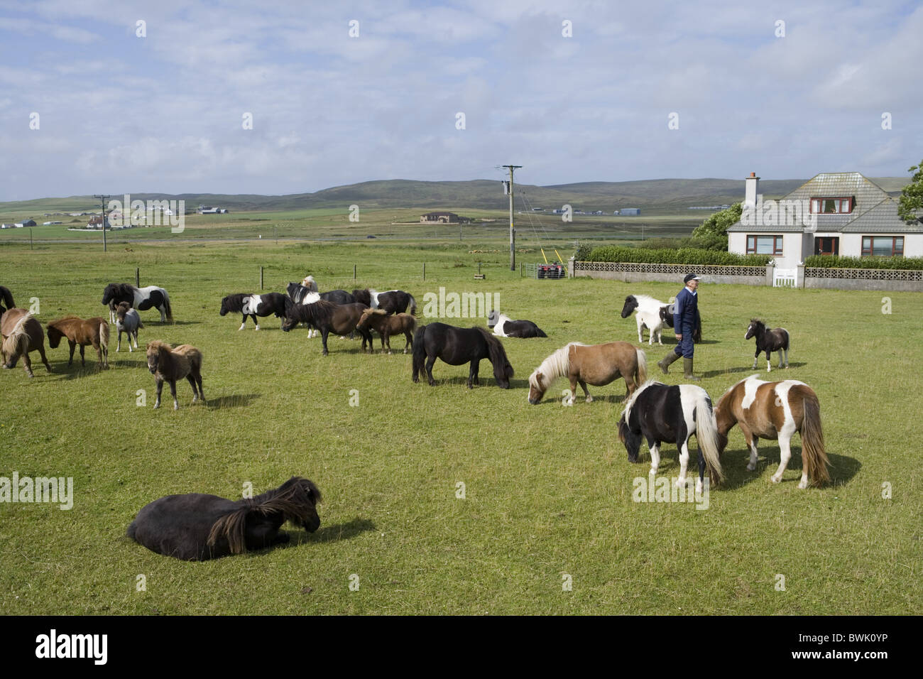 Shetland Ponies on a pasture at Gott Farm, Weisdale, Mainland, Shetland Islands, Scotland, Great Britain, Europe Stock Photo