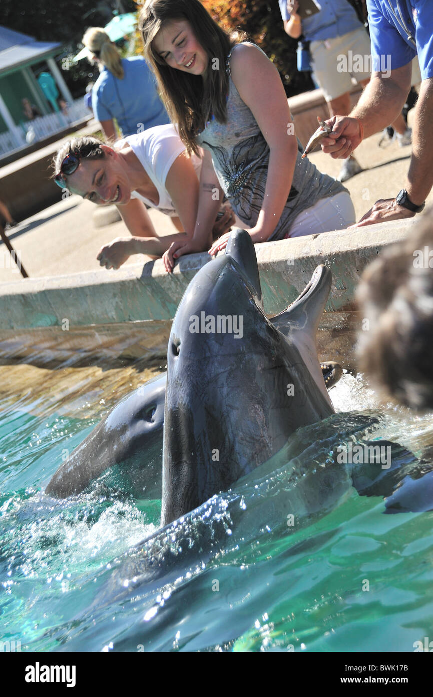 Dolphins at SeaWorld Florida Stock Photo