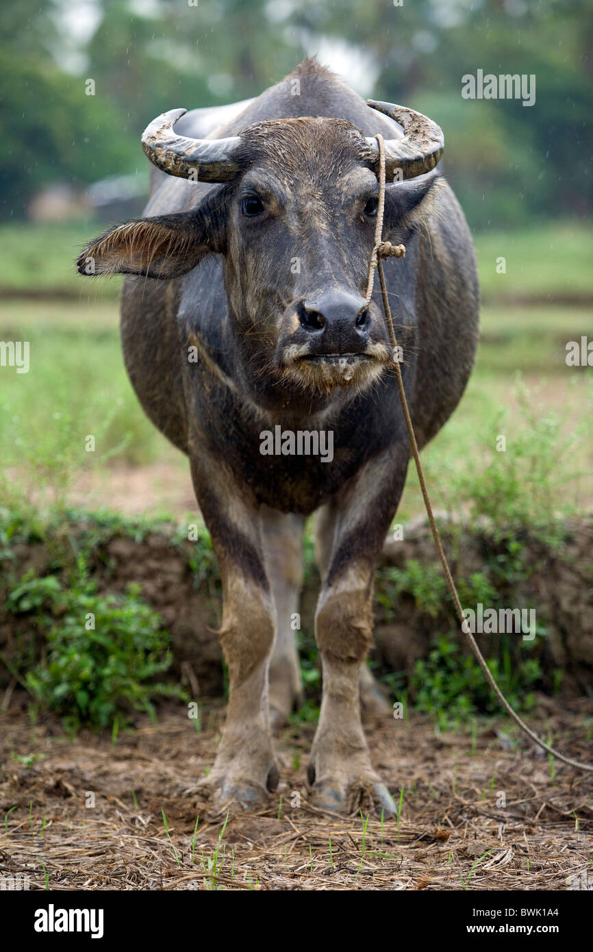 An adult carabao standing in a rice field in Mansalay, Oriental Mindoro, Philippines. Stock Photo
