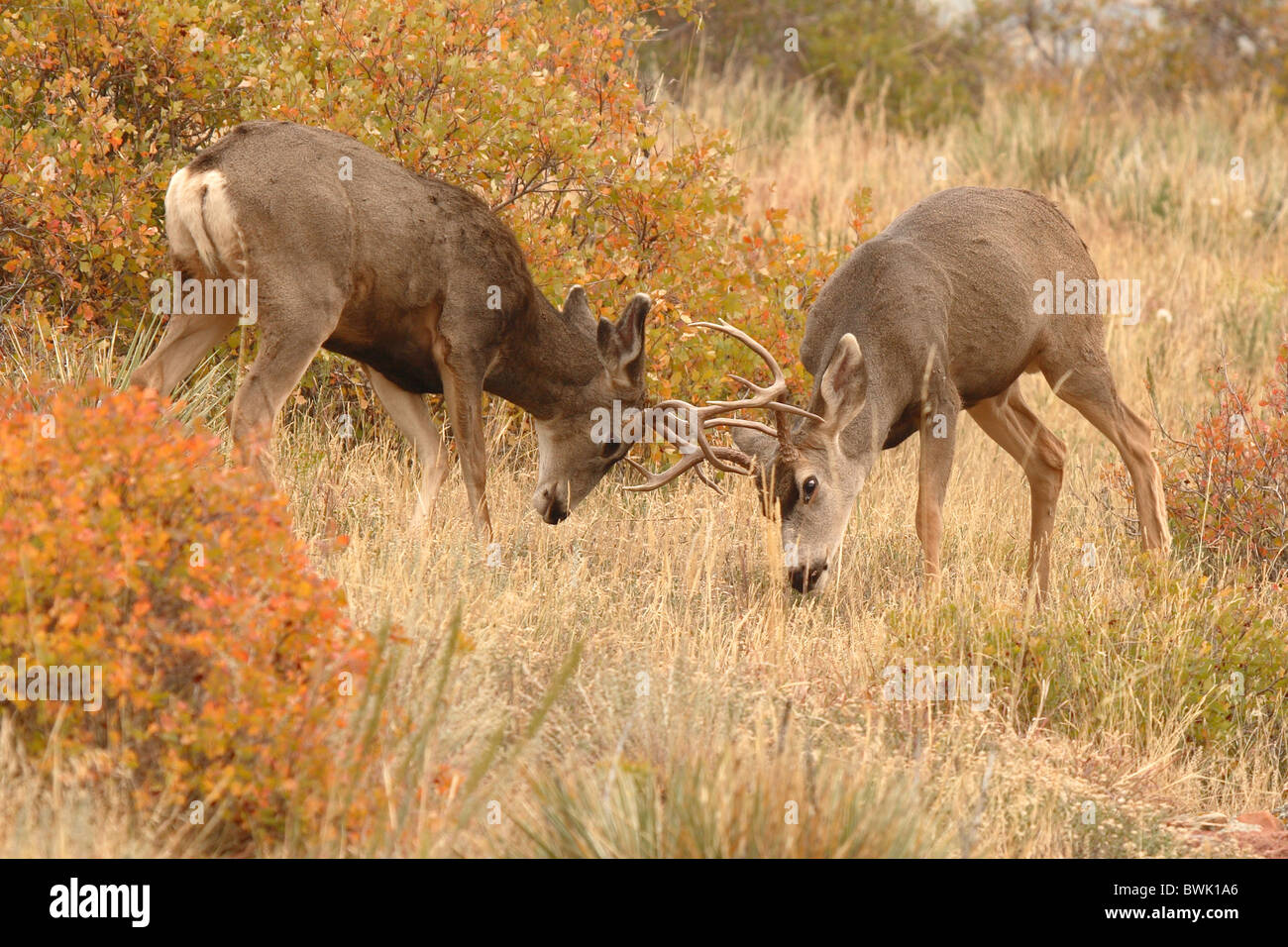 Mule Deer bucks fighting during the rut Stock Photo Alamy
