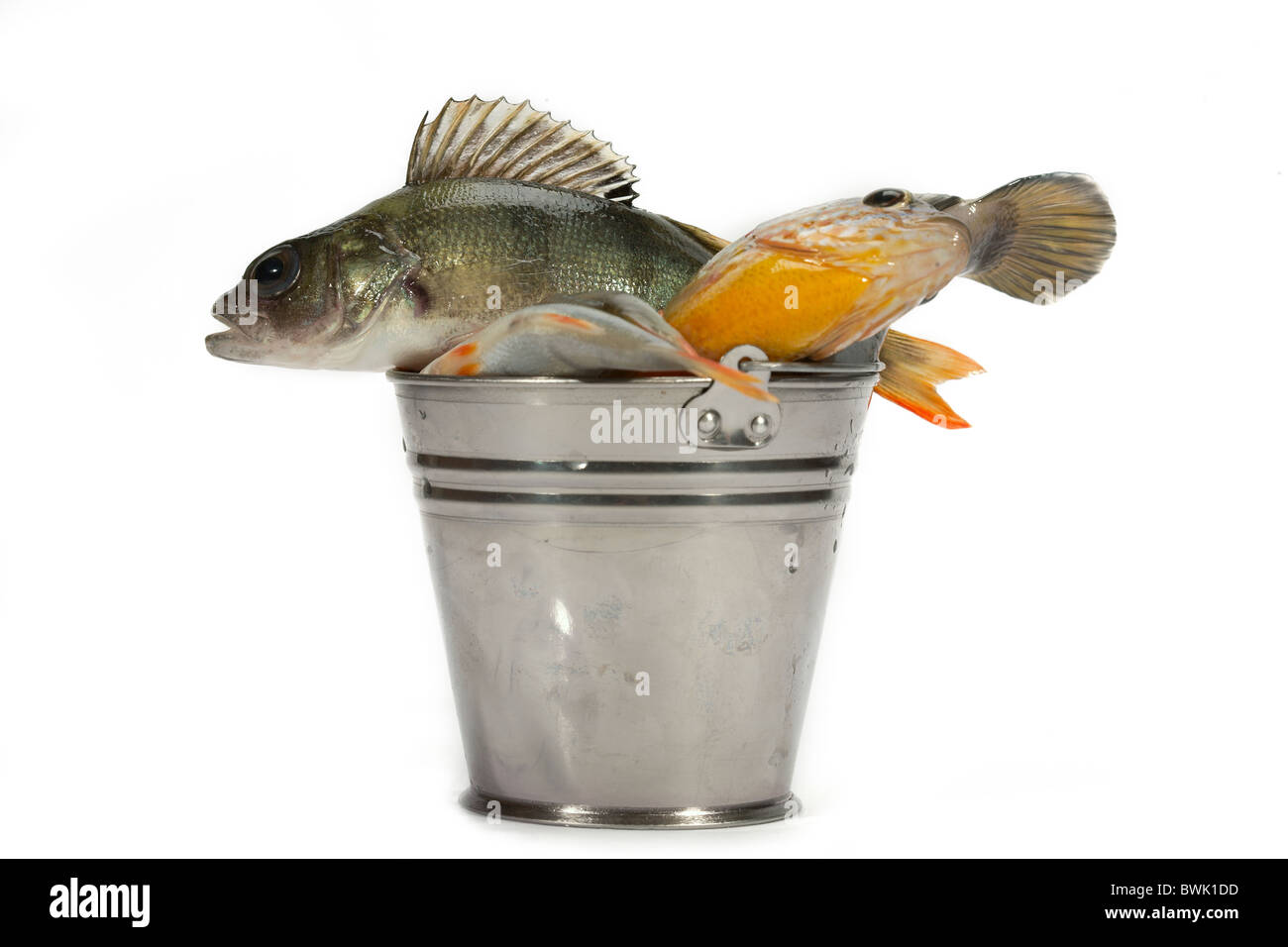Bucket of fish perch hi-res stock photography and images - Alamy
