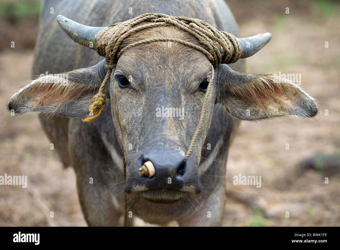 A young carabao standing in a rice field in Mansalay, Oriental Mindoro, Philippines. Stock Photo