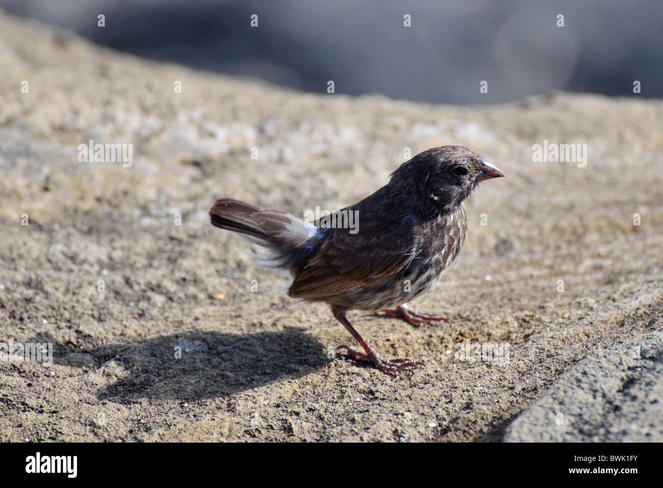 Small Ground Finch Stock Photo