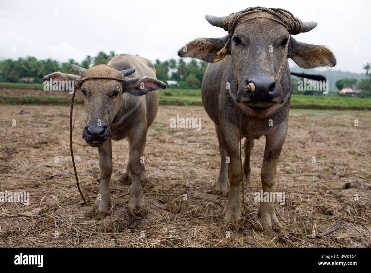 Two young carabao stand in a rice field in Mansalay, Oriental Mindoro, Philippines. Stock Photo