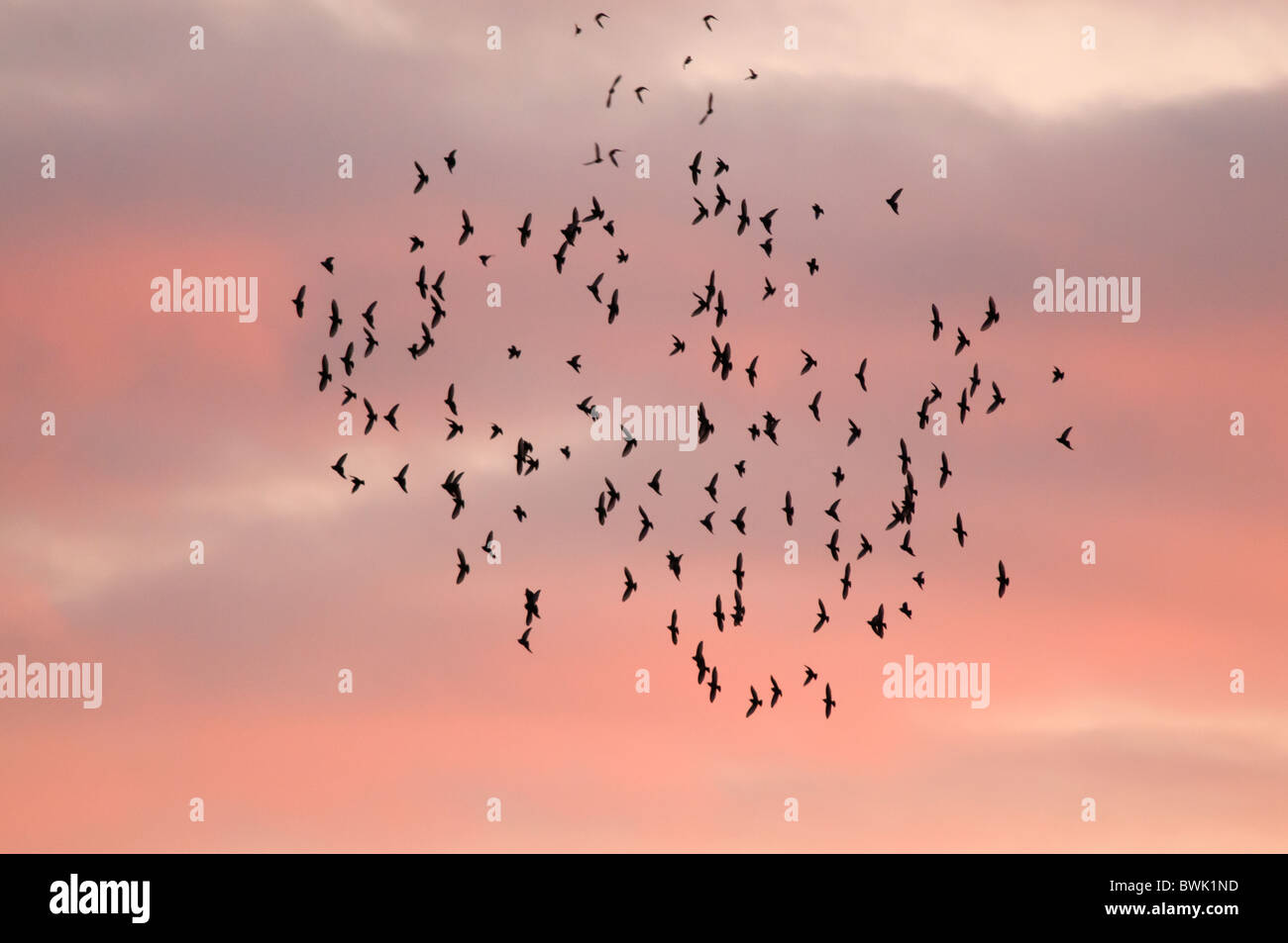 A gathering staring flock against a red sky at sunset, Brandon Marsh, Warwickshire Stock Photo