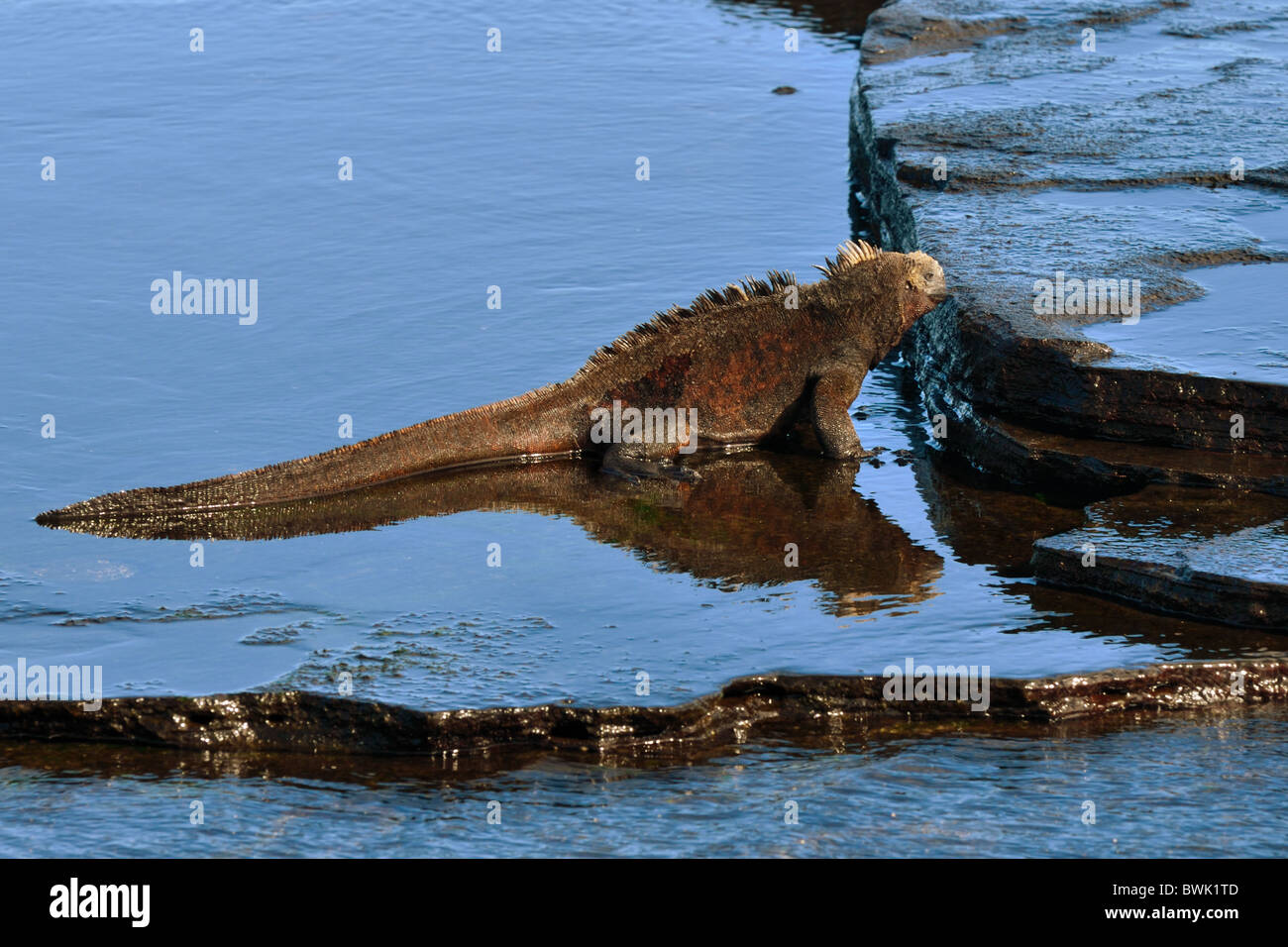 Marine Iguana grazing at the Ocean's edge Stock Photo