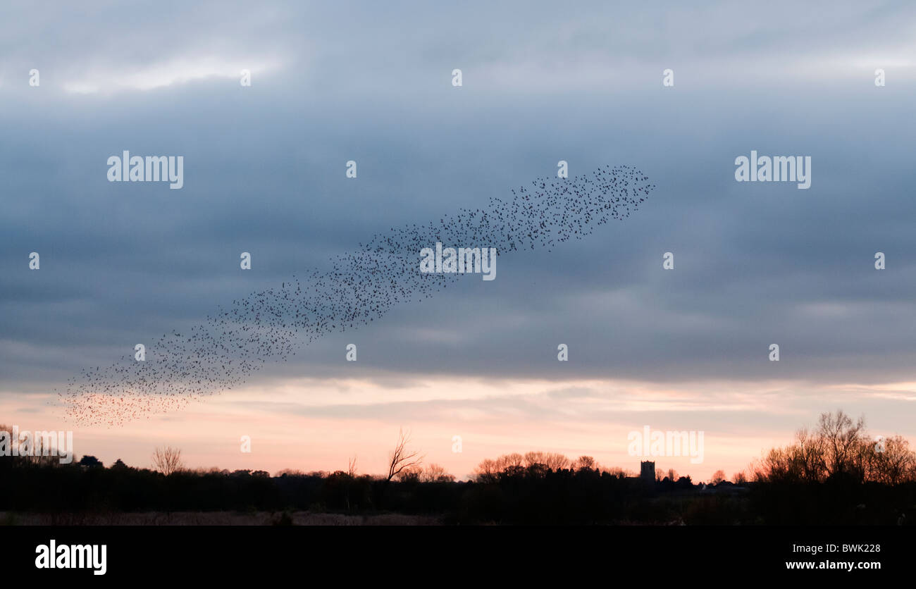 Murmuration exaltation, a starling flock forms a fantastic acrobatic mass before roosting at Brandon Marsh Warwickshire Stock Photo