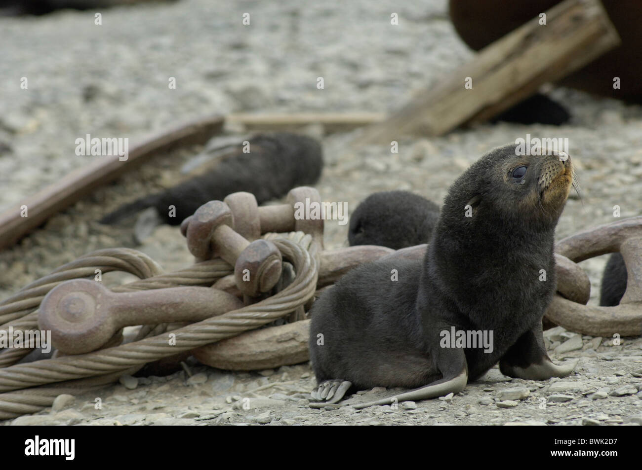 South Georgia Island group south Atlantic Stromness sea lion baby young young animal seal scrap metal rubbis Stock Photo