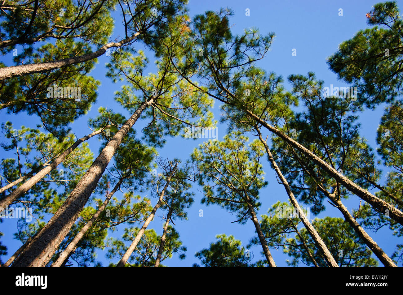 Looking up at the sky through pine trees. Stock Photo