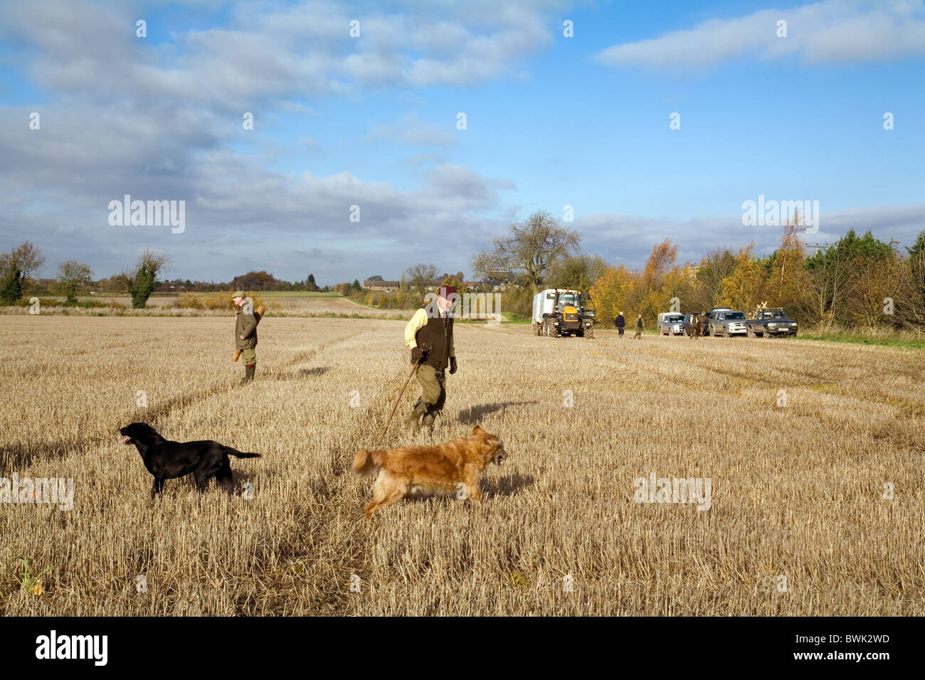 Shooters (guns) and their dogs on a game bird shoot, Cambridgeshire, UK Stock Photo