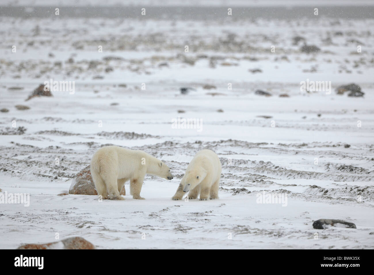 Meeting. Two polar bears have met and sniff each other. Tundra in snow. A blizzard. Stock Photo