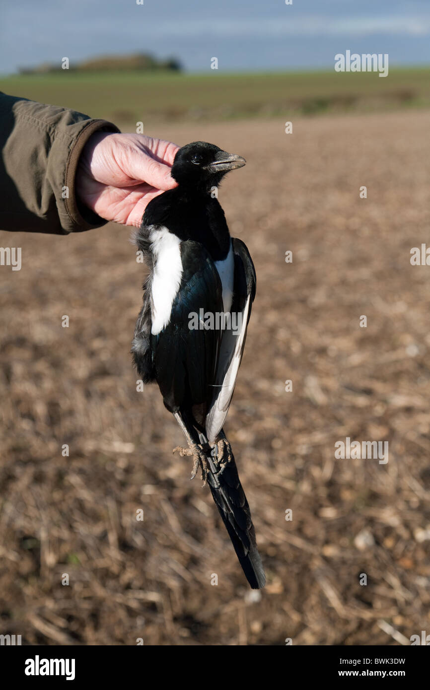 A shot dead magpie on a game bird shoot, Cambridgeshire UK Stock Photo