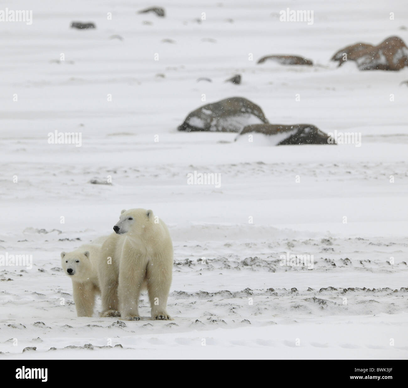 Two polar bears. 2 .Two polar bears in snow-covered tundra stand nearby. It is snowing. Stock Photo