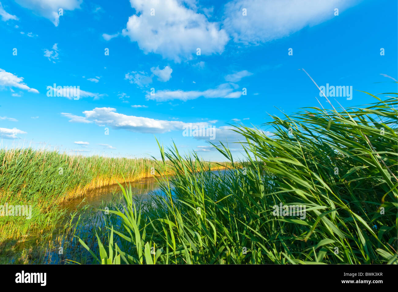 Marsh Reeds Blowing in Wind, near and far perspective, at Pond, Summer in marshland of Merrick, New York Stock Photo