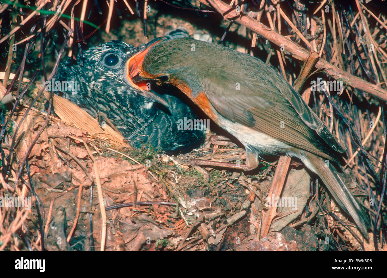 European Robin (Erithacus rubecula) feeding a Cuckoo chick (Cuculus  canorus) on nest Stock Photo - Alamy