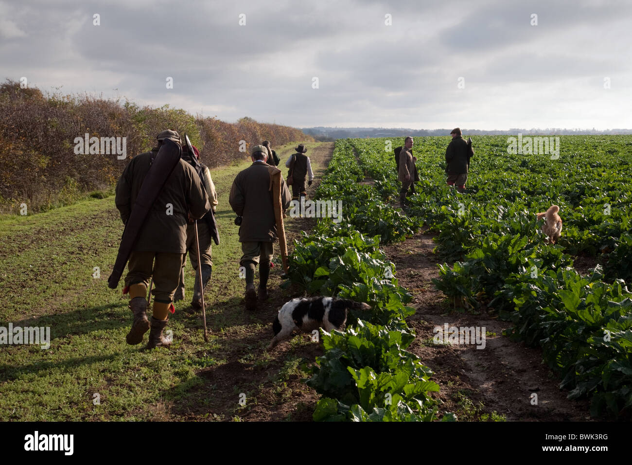 Shooters (guns) and their dogs on a game bird shoot, Cambridgeshire, UK Stock Photo