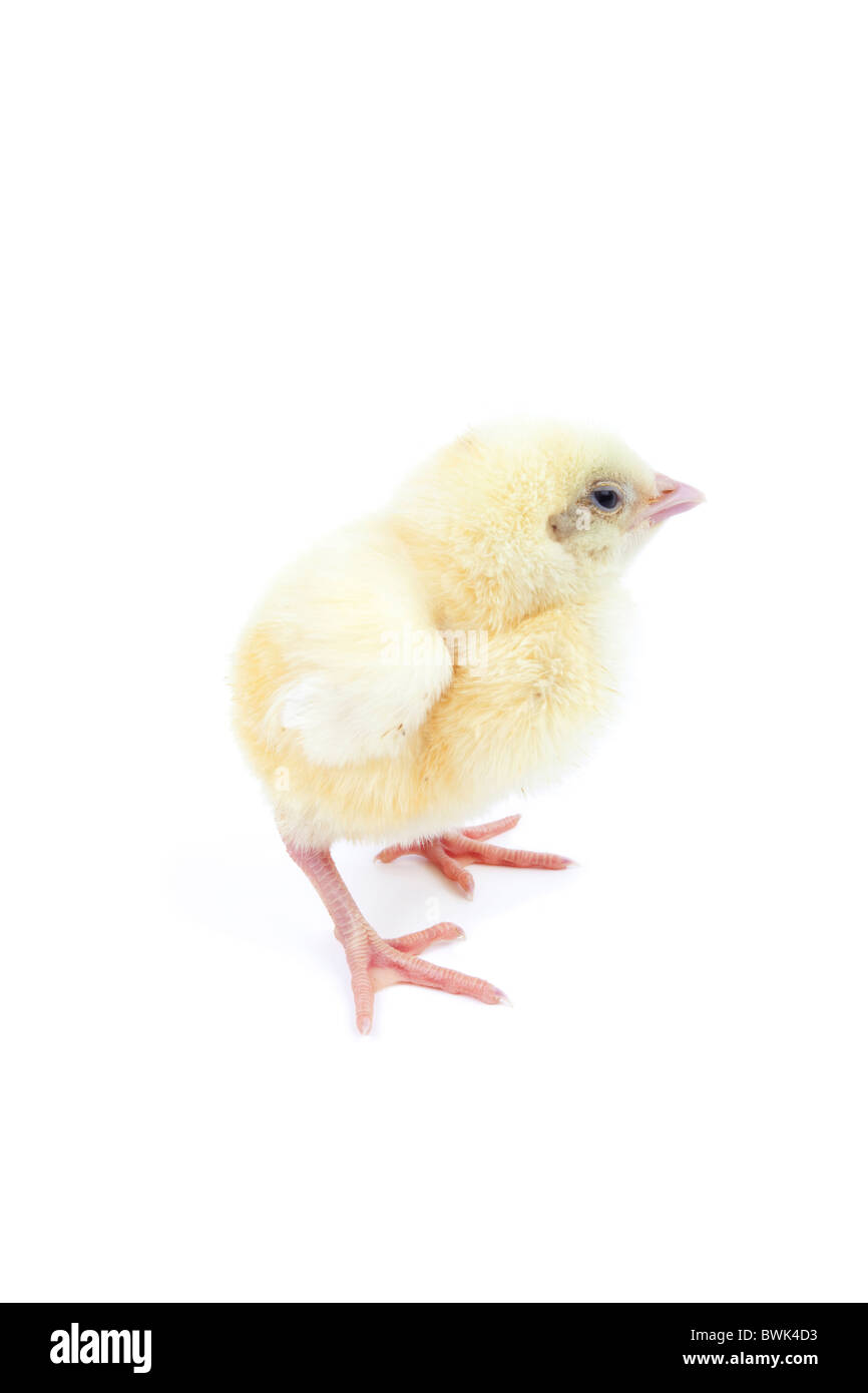young chick standing on isolated white background Stock Photo