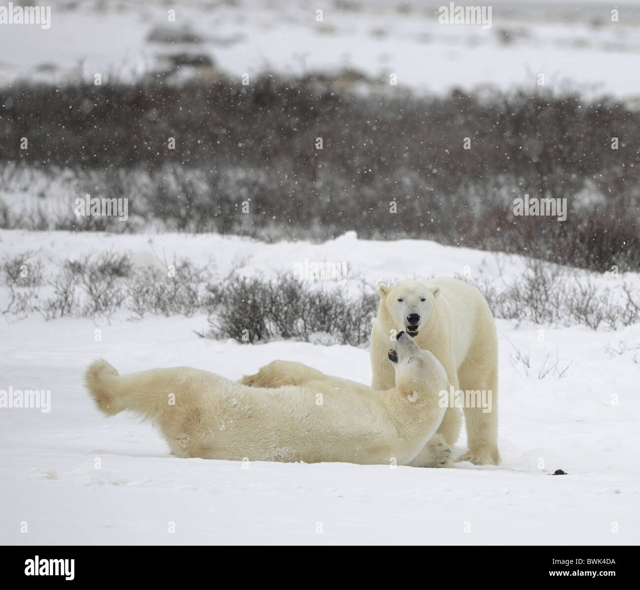 The couple of polar bears relaxes. Polar bears play. It is snowing. Stock Photo