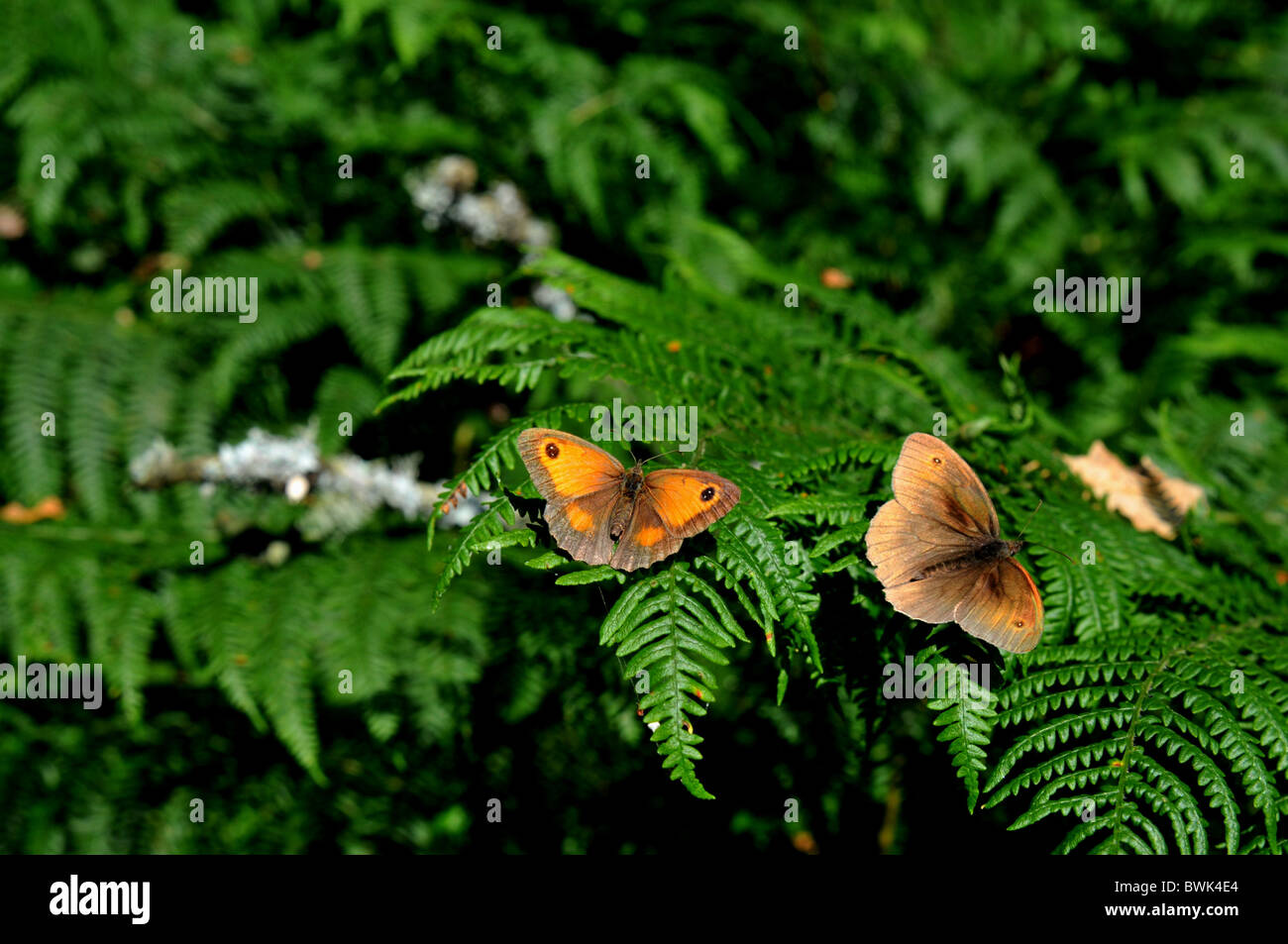 Male hedge brown and female meadow brown butterflies Stock Photo