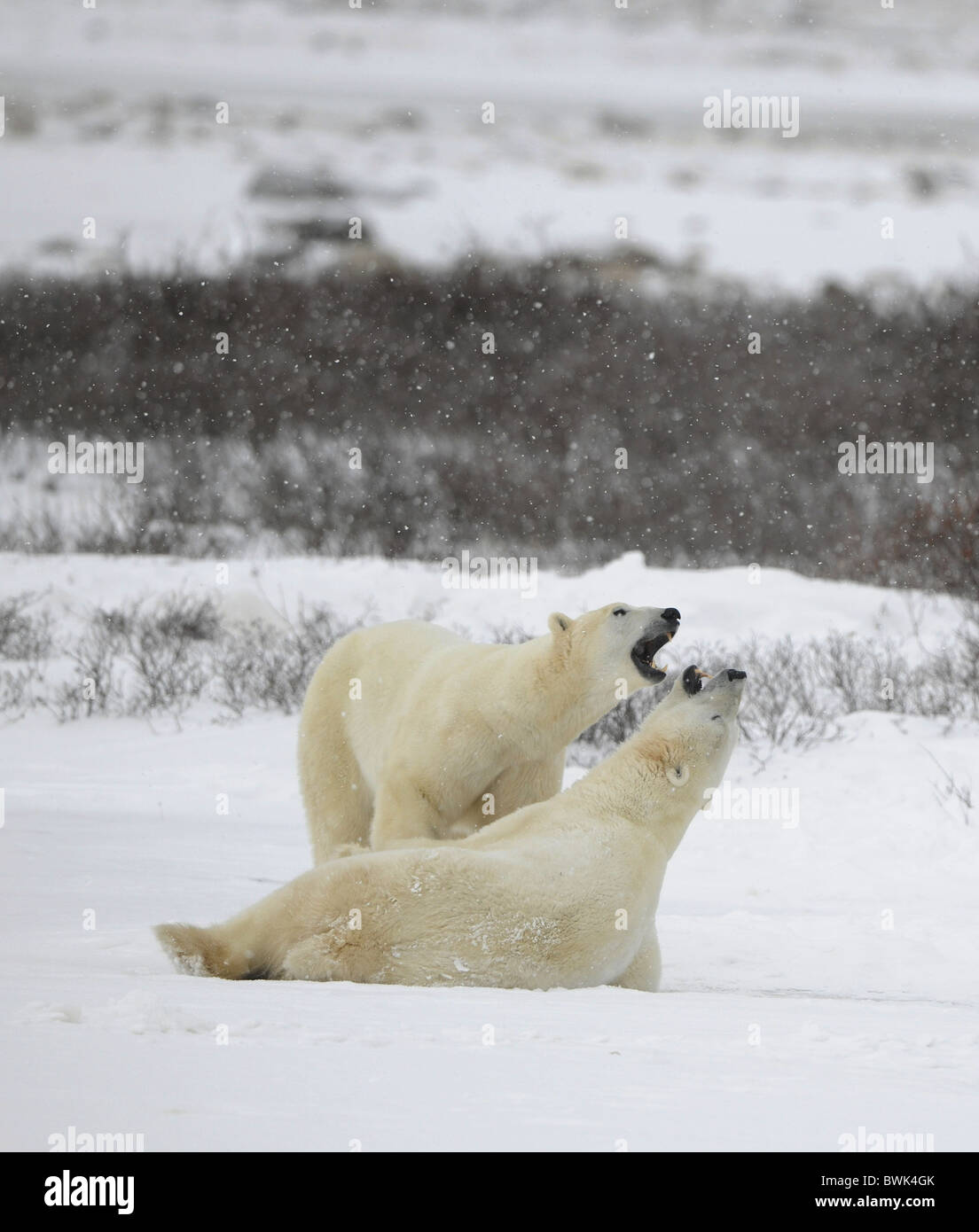 Couple. Polar bears play. Snow-covered tundra. It is snowing. Stock Photo