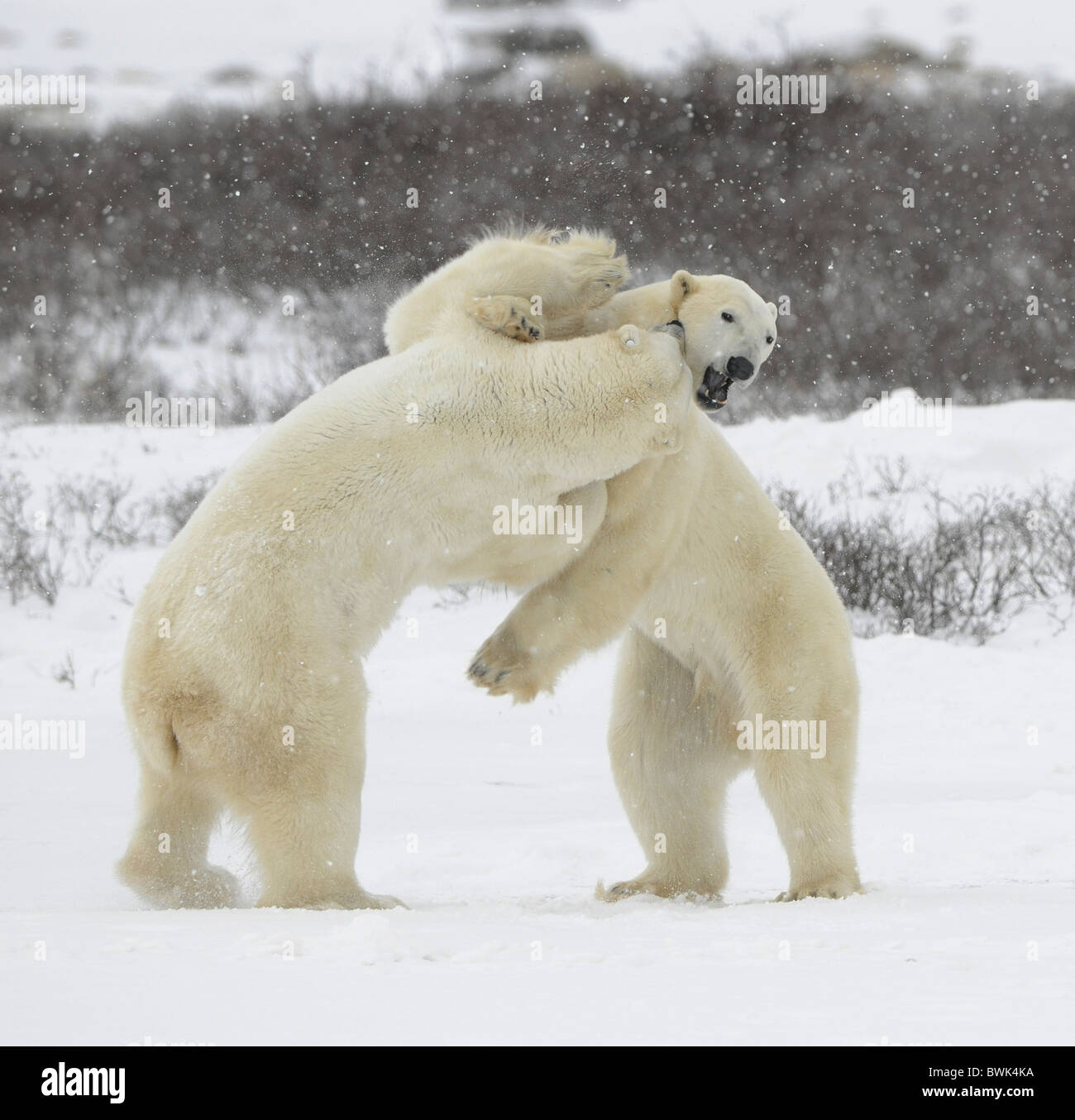 Fight of polar bears. Two polar bears fight. Tundra with undersized vegetation. Snow. Stock Photo