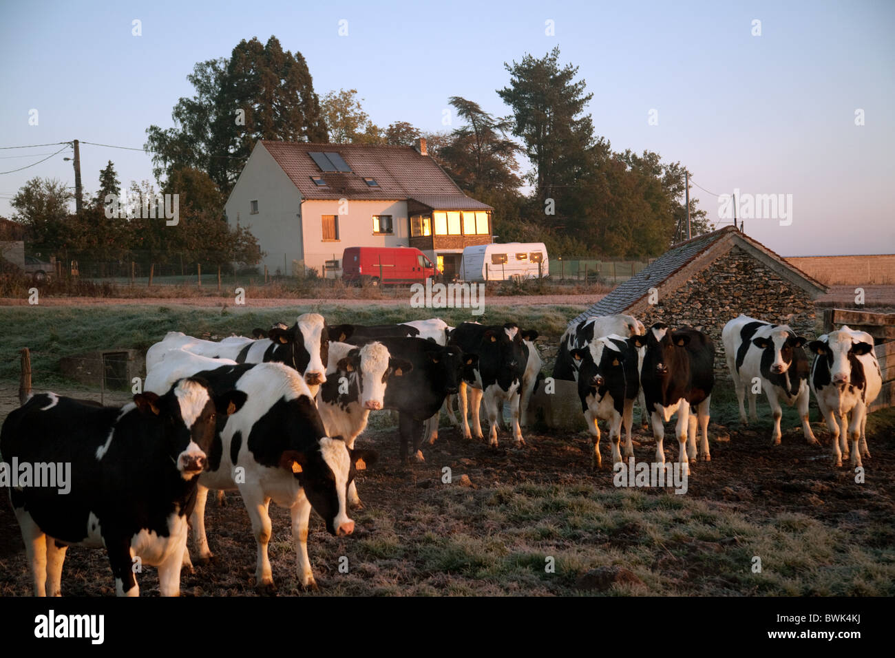 A herd of dairy cows on a french farm; example of agriculture or farming,  in St Simeon village, Ile de France Northern France, Europe Stock Photo