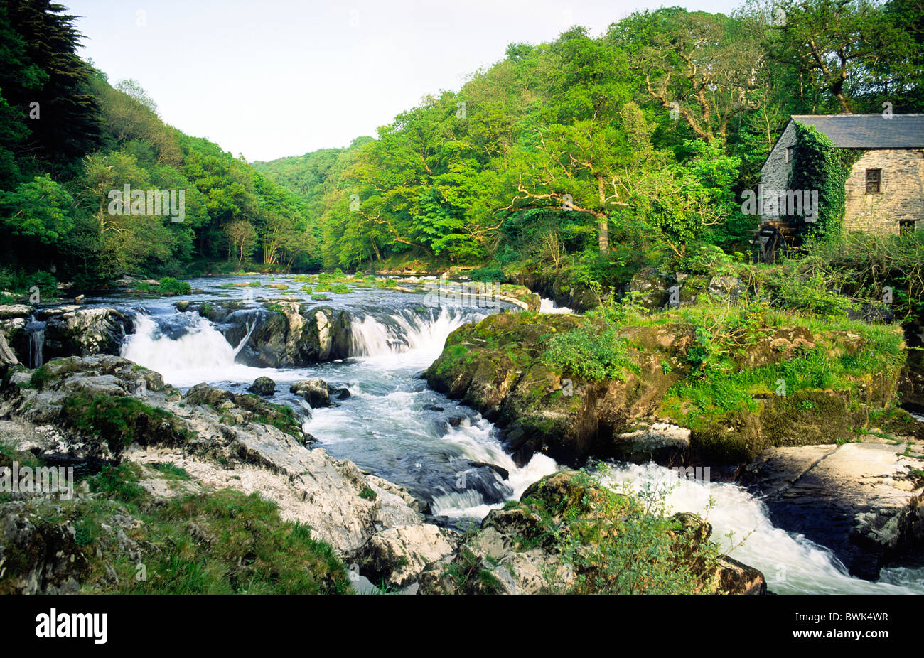 Old watermill at the salmon leap of Cenarth Falls on the River Teifi in