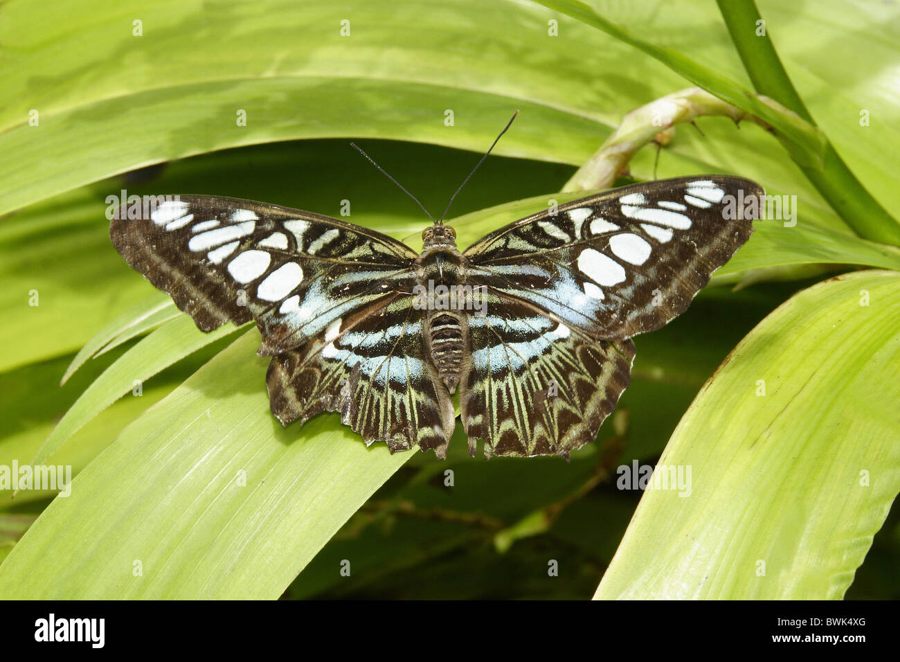 butterfly Thailand Asia Phuket butterfly garden Butterfly garden Asian