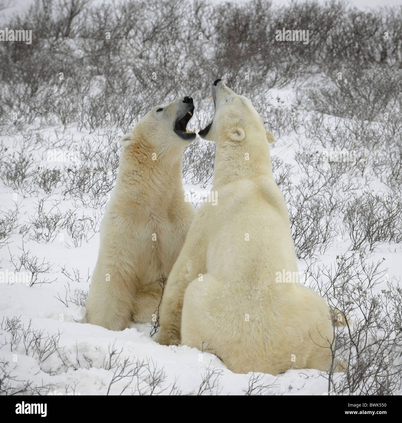 Two polar bears are measured in the size to graze.Tundra. Snow. Stock Photo