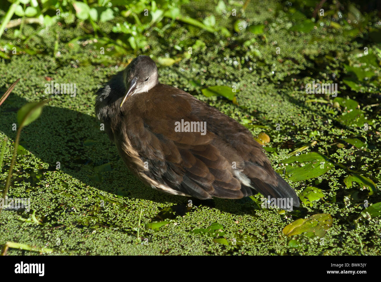 Young Moorhen Gallinus Chlorophus in duck weed. Family Rallidae Stock Photo