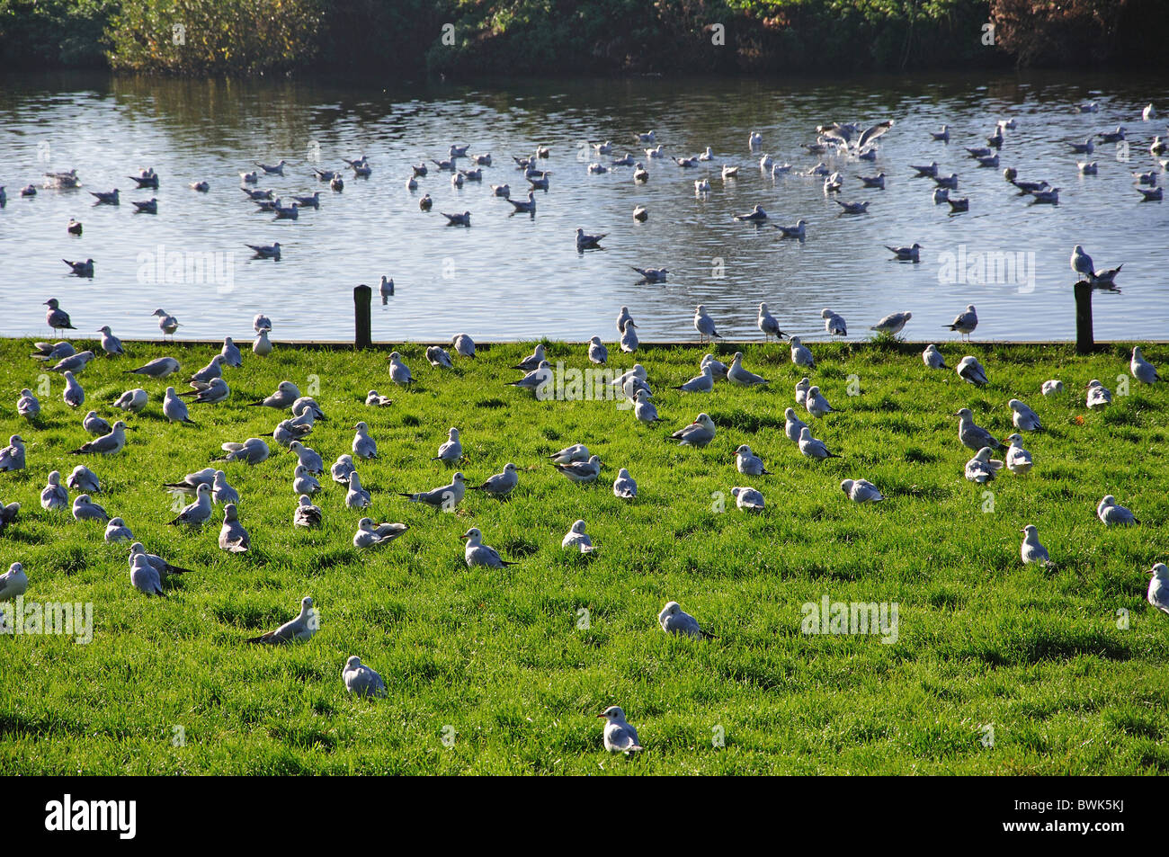 Flock of birds on banks of River Bure at Coltishall, Norfolk Broads, Norfolk, England, United Kingdom Stock Photo