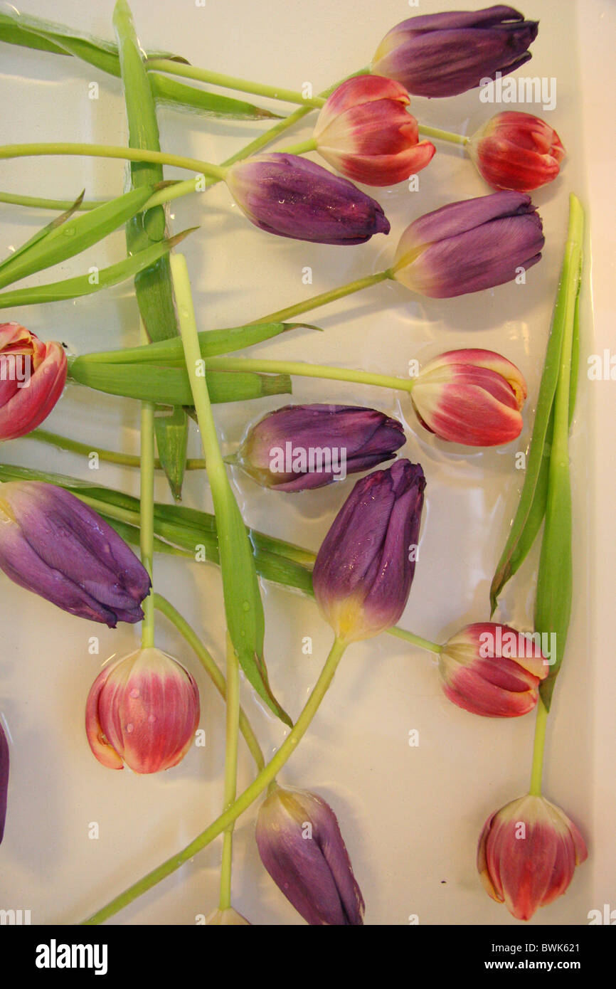 flowers tulipsstill still live waters colors tulip several arrangement Stock Photo