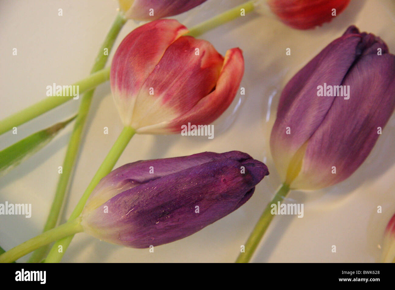 flowers tulipsstill still live waters colors tulip several arrangement Stock Photo