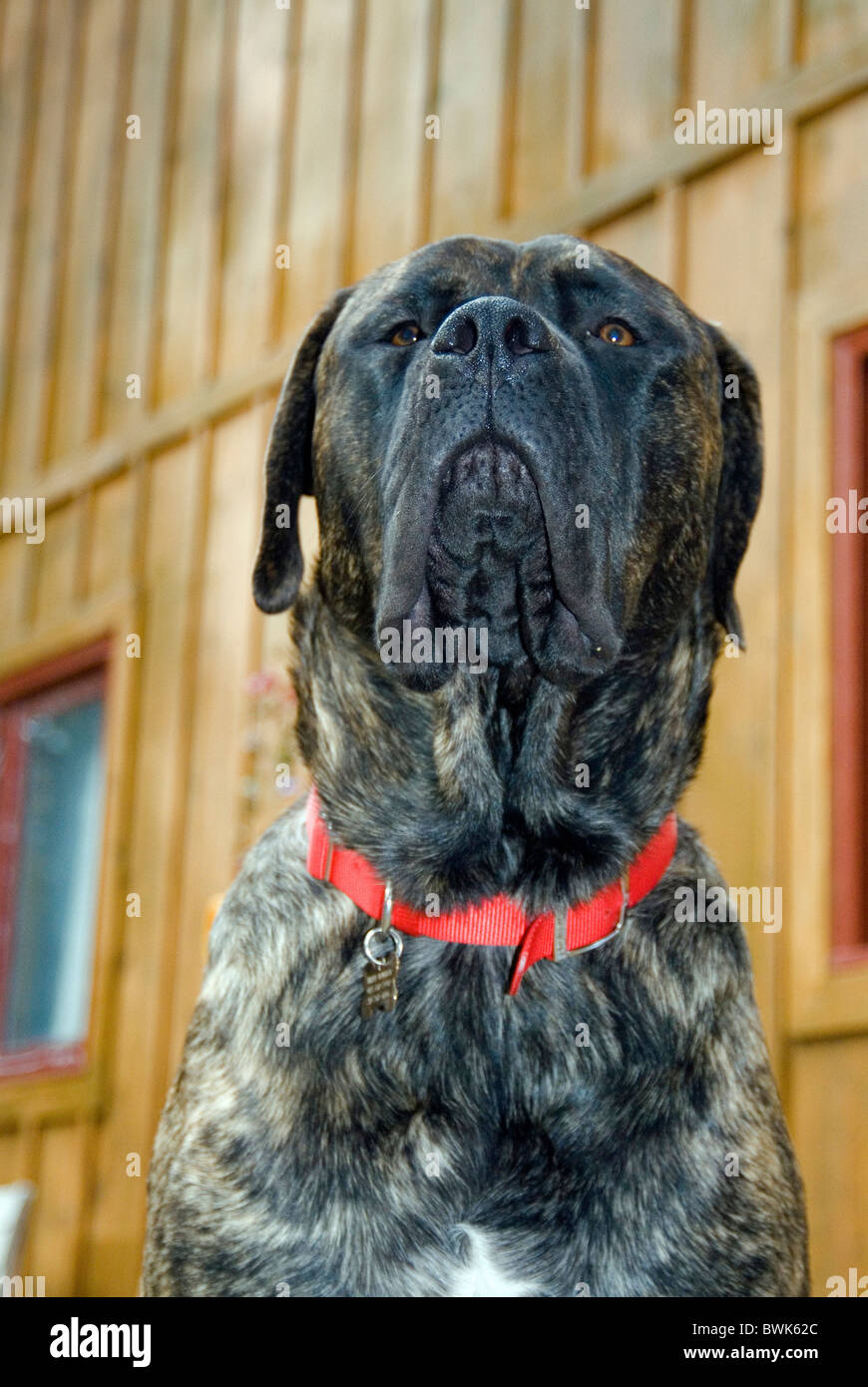mastiff dog house dog portrait British breed animal Stock Photo